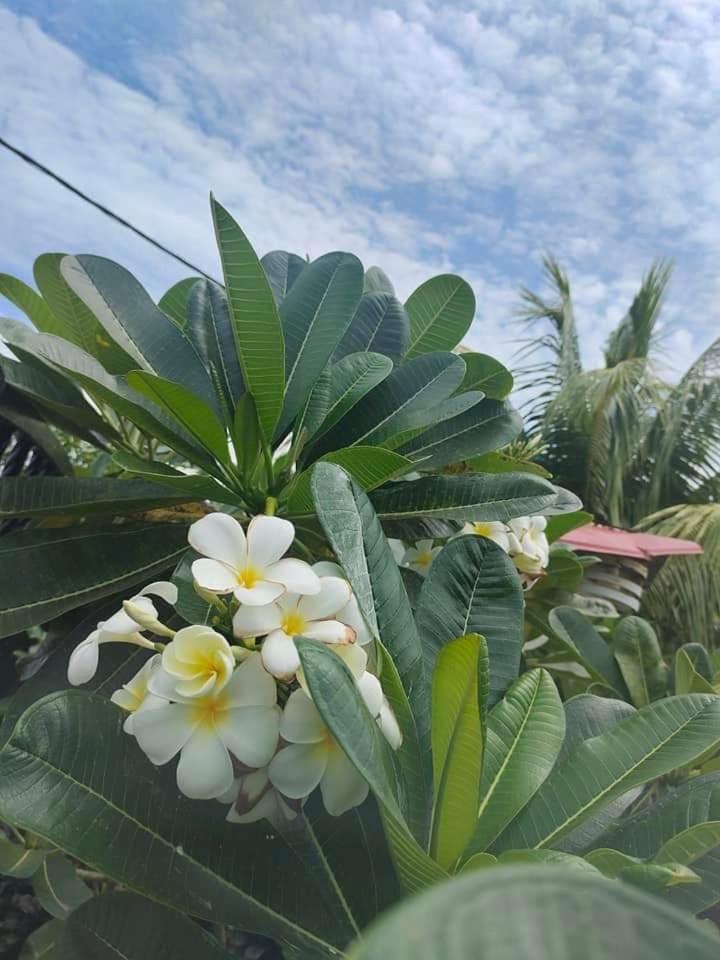 Langkawi Homestay Bunga Padi Kuah Eksteriør billede
